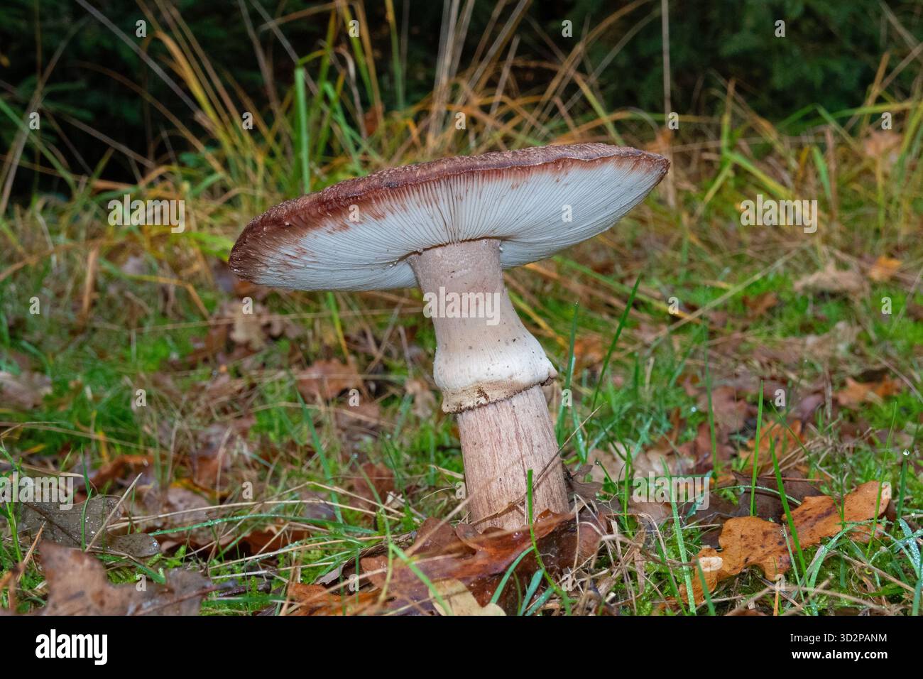 Gros plan de squameux Rustgill, Amanita rubescens Banque D'Images