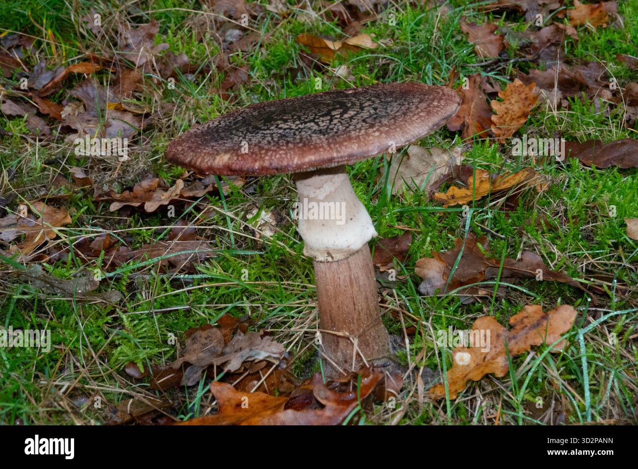 Gros plan de squameux Rustgill, Amanita rubescens Banque D'Images
