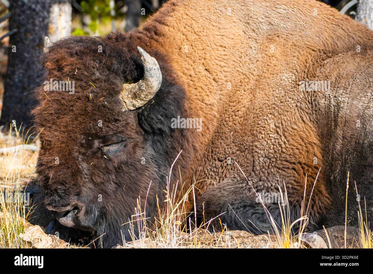 Le vieillissement Banque D'Images