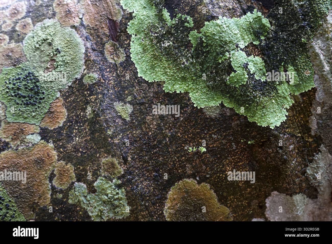 La vue macro naturelle révèle un lichen vert complexe et de la mousse, mettant en valeur la croissance organique sur la surface texturée. l'écosystème prospère, exprimant un beau paisible Banque D'Images