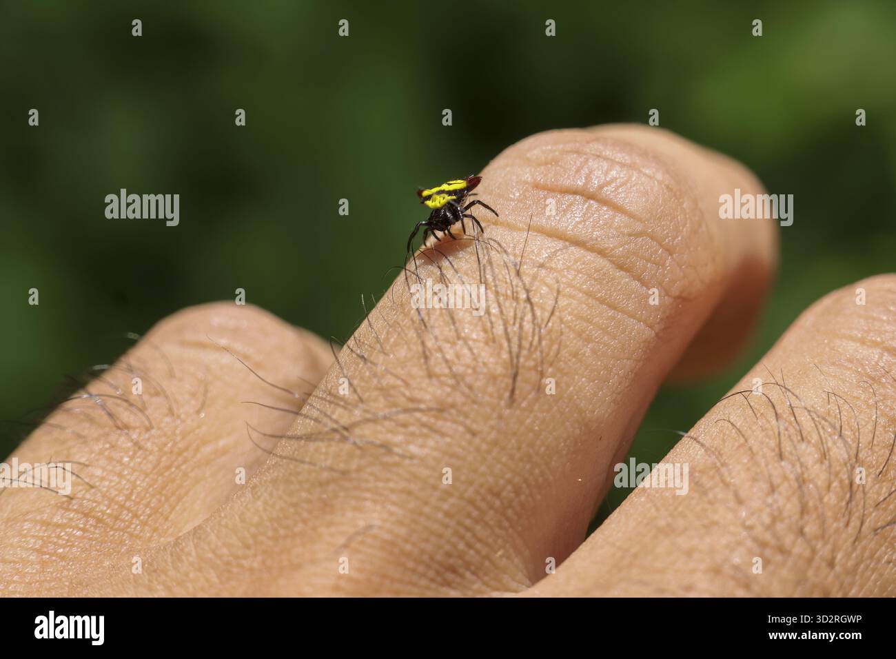 Araignée minuscule avec des marques jaunes sur le doigt de la personne, montrant des détails complexes et moment d'observation de près dans la nature Banque D'Images