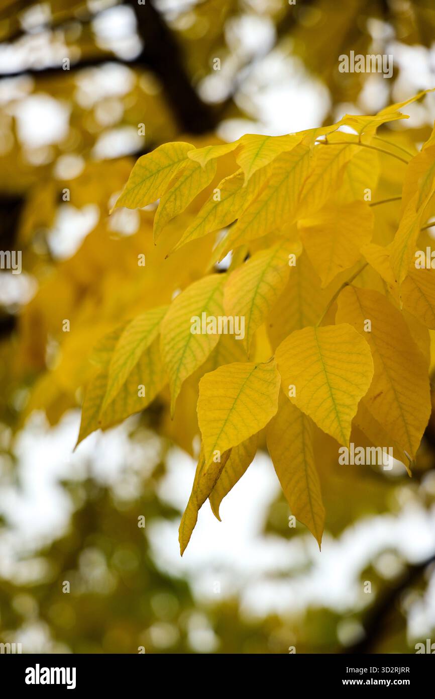 Feuilles d'automne jaune vif d'un frêne Banque D'Images