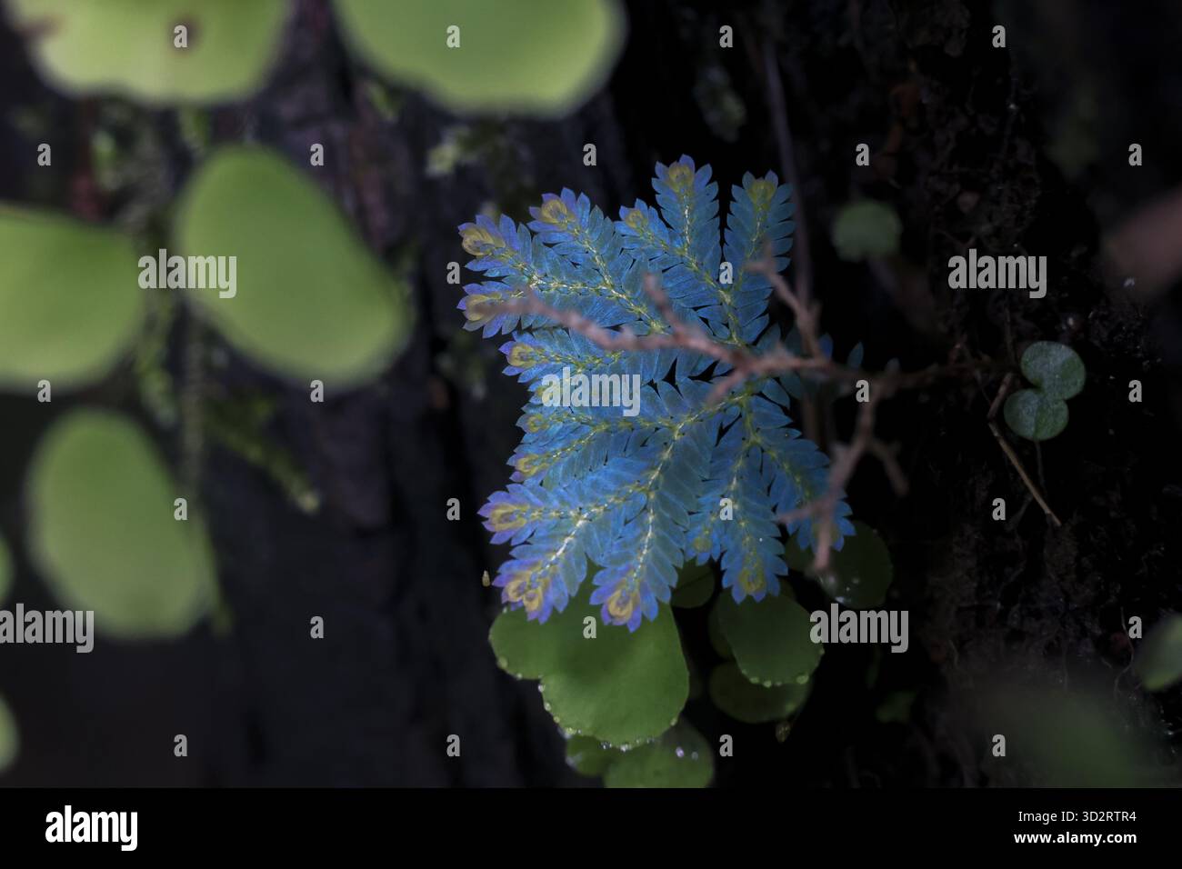Mousse bleue vibrante, plante délicate et complexe, prospère sombre, environnement humide, apportant une touche de couleur inattendue et d'émerveillement à son surroun naturel Banque D'Images