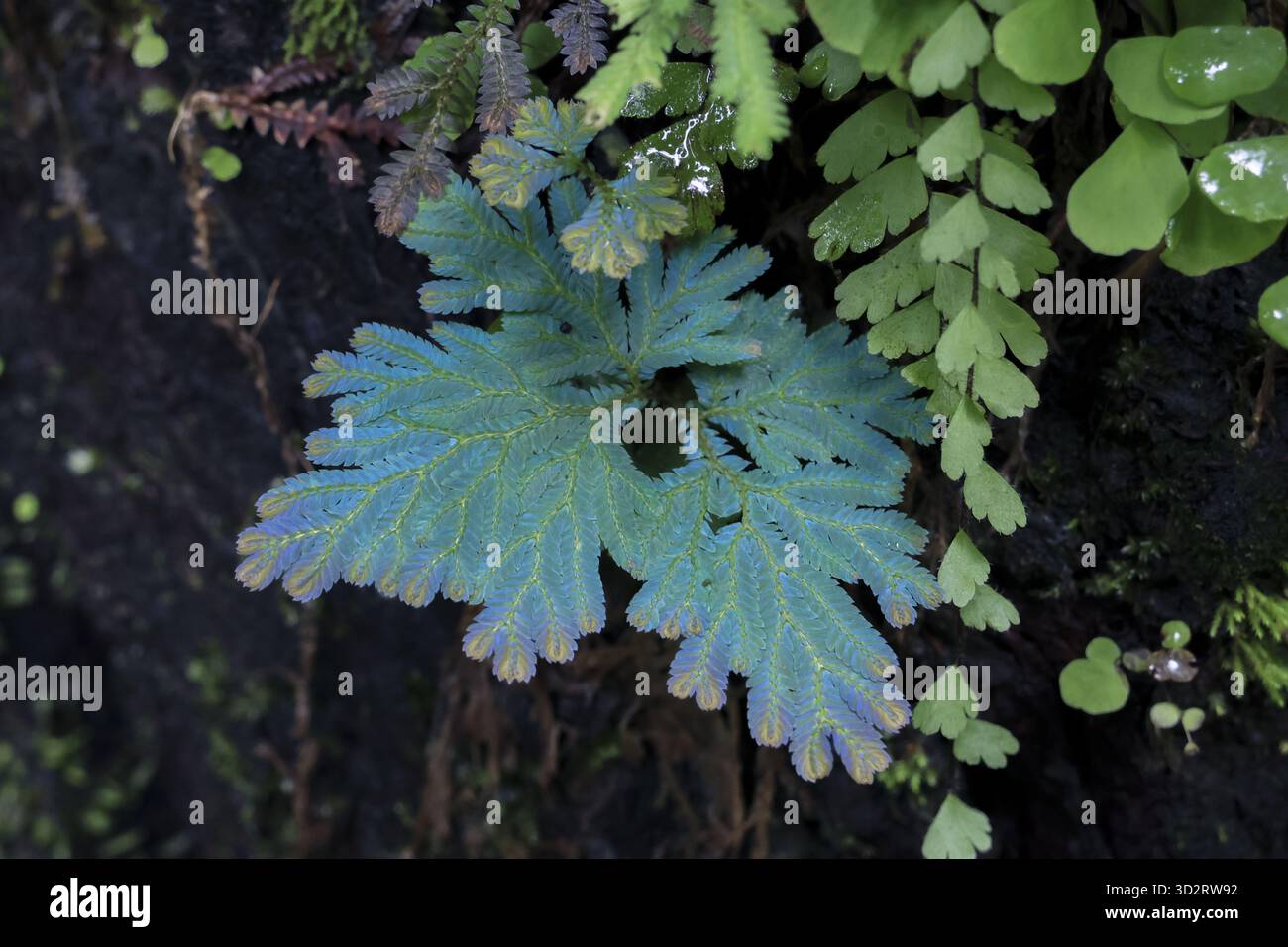 Vibrante et turquoise fougère déploie ses délicates frondes sur fond de feuillage vert luxuriant. les motifs complexes des feuilles évoquent un sentiment de tranquillité et Banque D'Images
