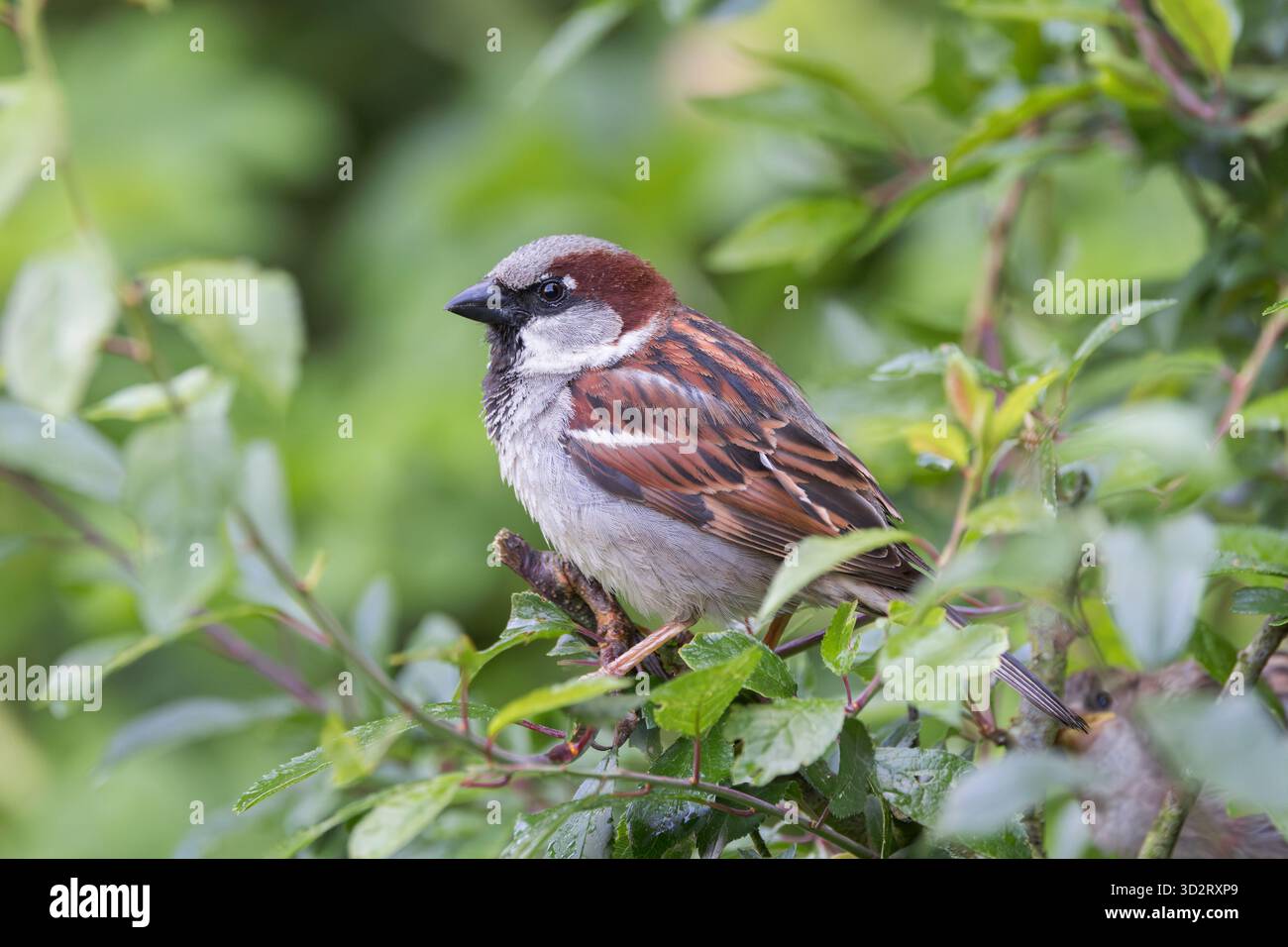 Moineau de maison [ passer domesticus ] oiseau mâle perché dans un arbuste Banque D'Images