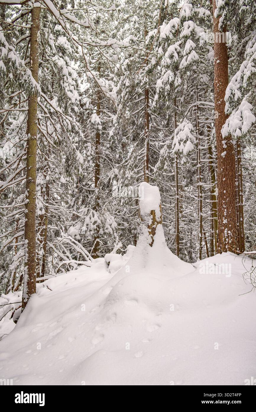 Souche d'arbre couverte de neige dans une forêt Banque D'Images