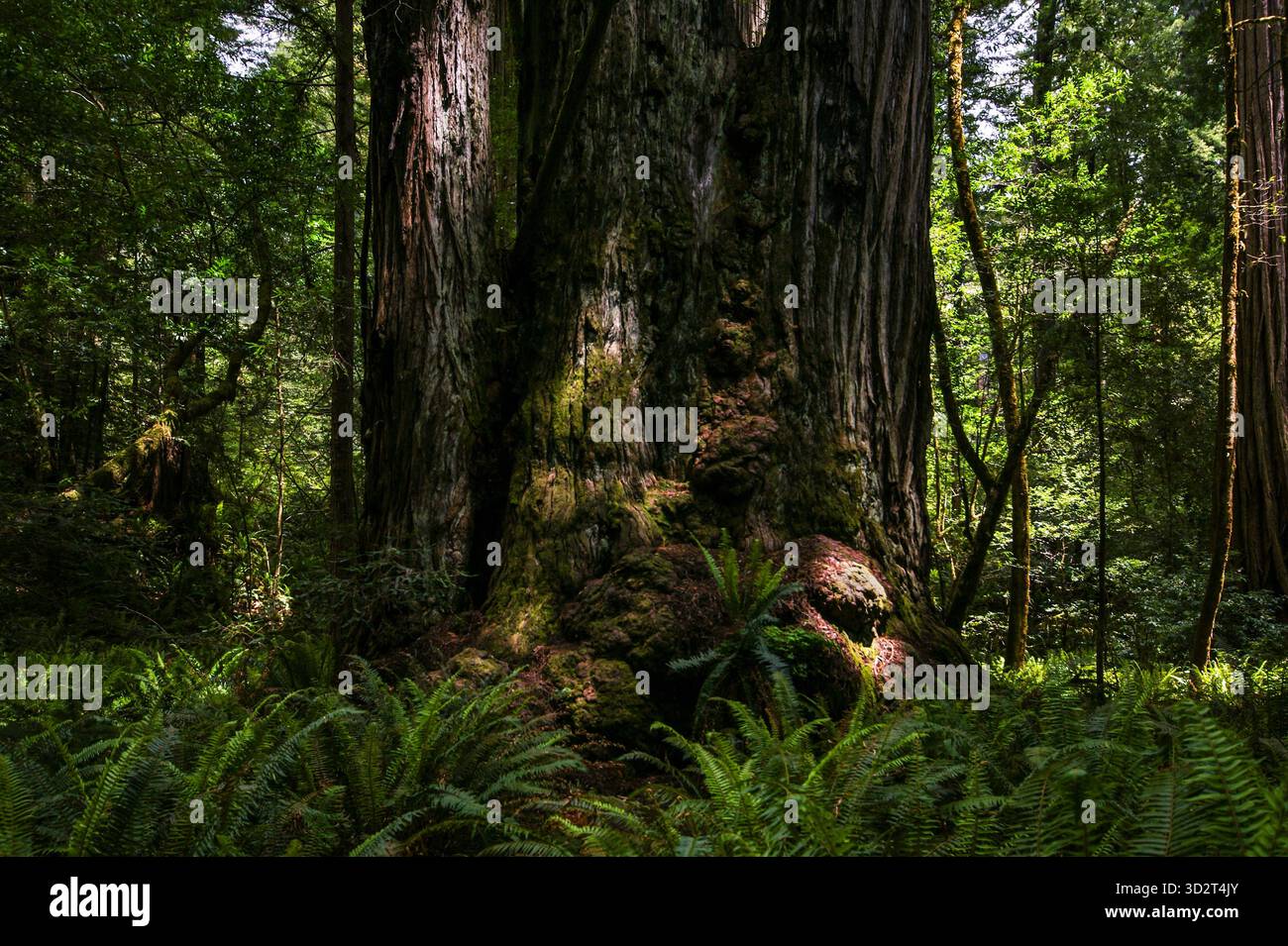 Troncs de séquoias côtiers (Sequoia sempervirens) dans la forêt de Californie du Nord Banque D'Images