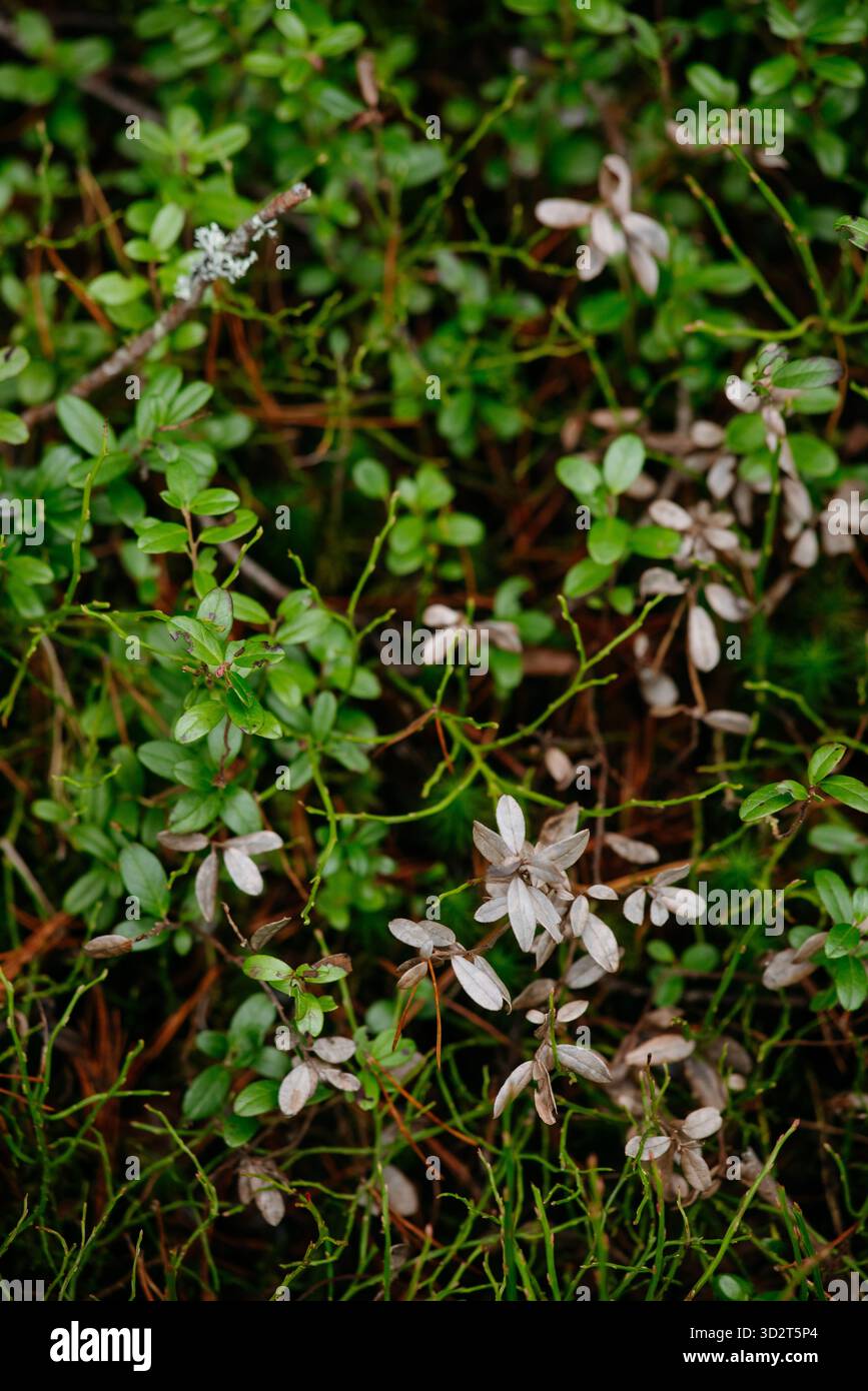 Fin de l'automne dans la forêt septentrionale. Paysage pittoresque. Banque D'Images