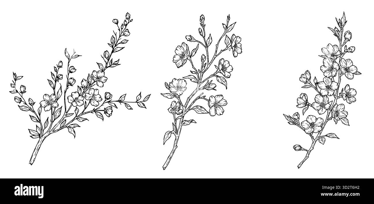 Branches d'arbre en fleurs, silhouette ensemble. Illustration vectorielle. Fleurs de printemps sur une branche, ensemble isolé sur un fond blanc. Motif fleuri estival, costume Illustration de Vecteur