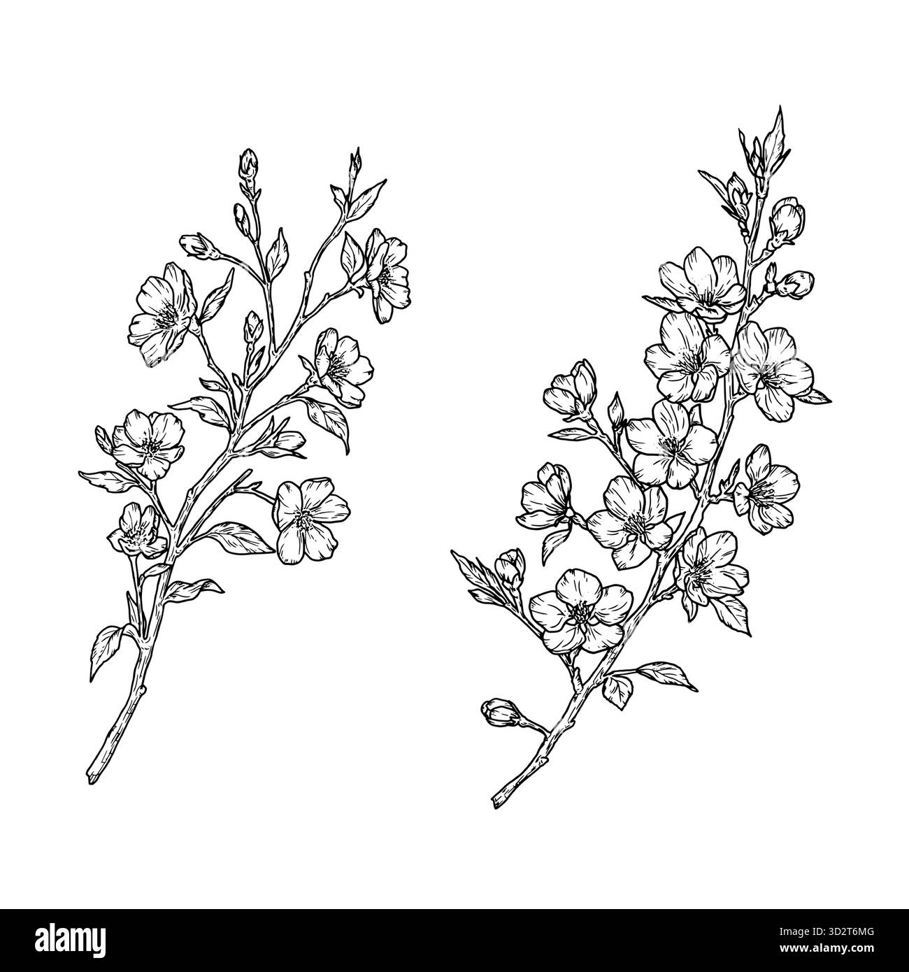 Branches d'arbre en fleurs, silhouette ensemble. Illustration vectorielle. Fleurs de printemps sur une branche, ensemble isolé sur un fond blanc. Motif fleuri estival, costume Illustration de Vecteur