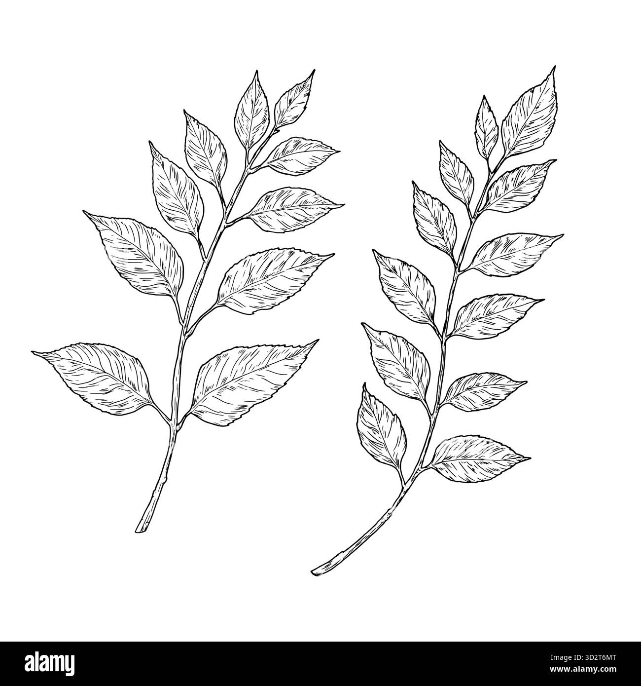 Brindilles élégantes avec des feuilles, faites à la main. Illustration vectorielle, collection botanique isolée sur fond blanc. Convient pour cartes postales, logos, déco Illustration de Vecteur