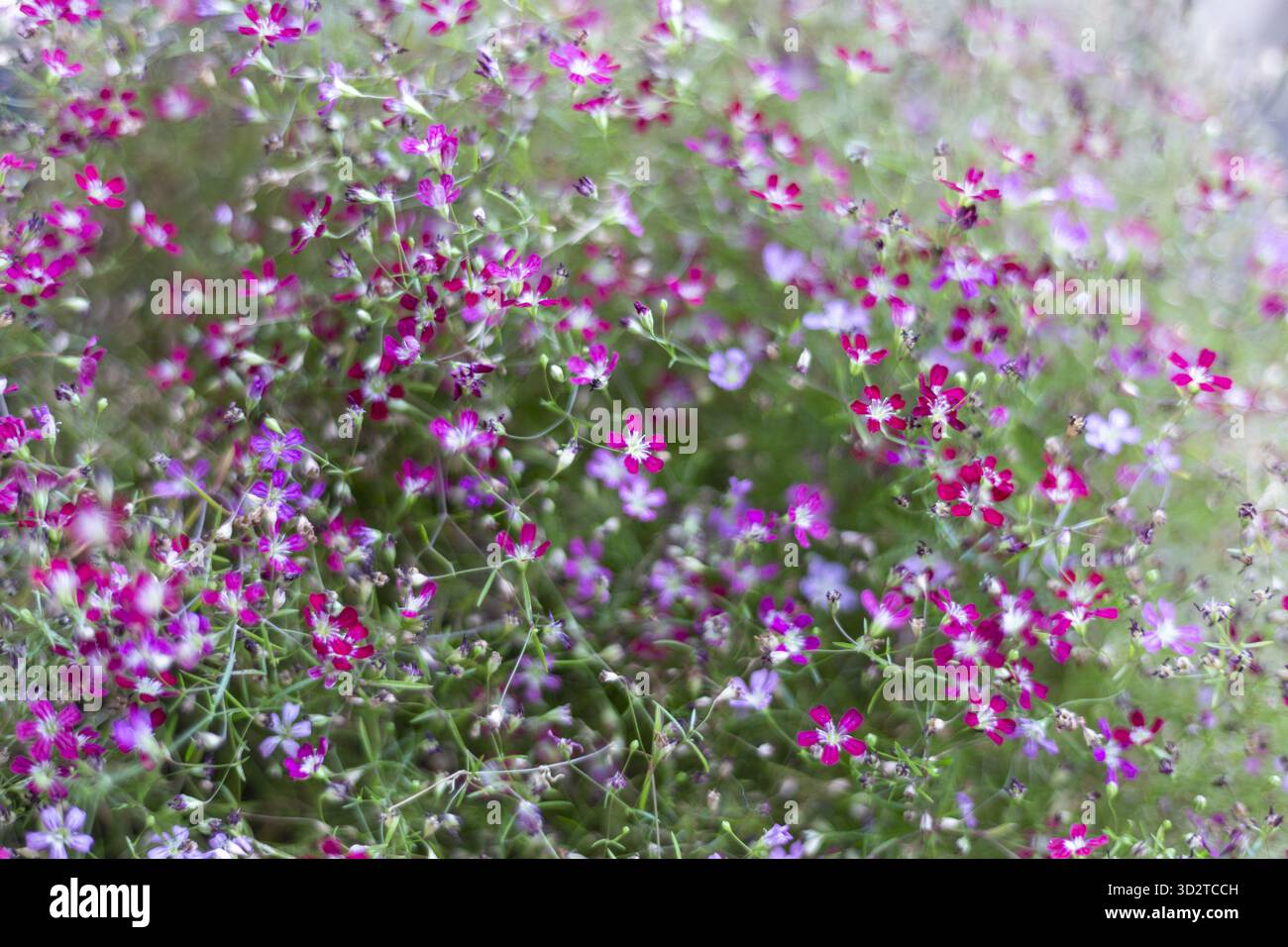 De petites fleurs délicates violettes et roses fleurissent abondamment, leurs fleurs vibrantes créant une tapisserie joyeuse de la nature. Plante verte luxuriante prospère dans g ensoleillé Banque D'Images