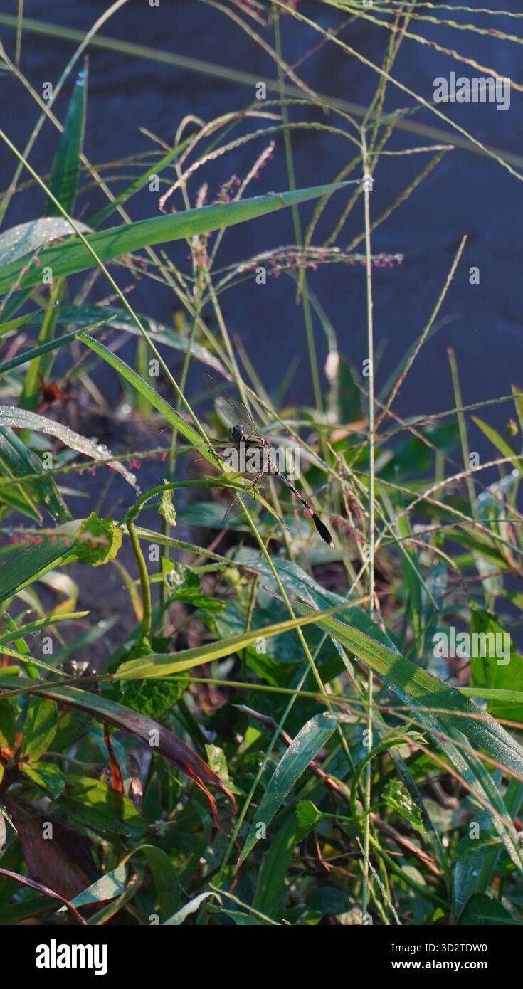 libellules perchées sur l'herbe Banque D'Images