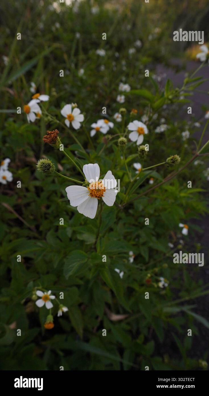 Fleurs blanches de Bidens Alba Banque D'Images