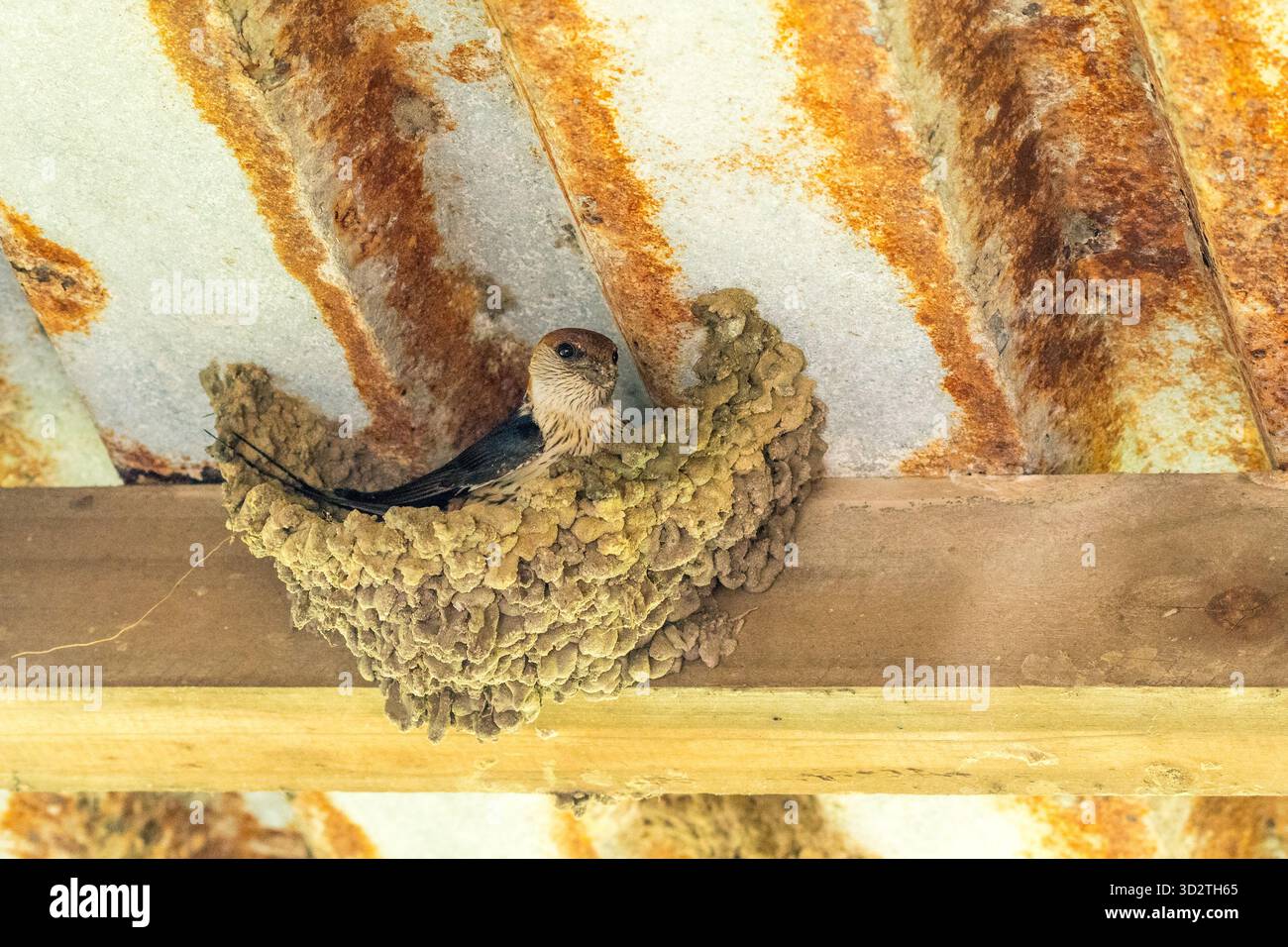 Grand oiseau d'hirondelle rayée (Cecropis cucullata) nichant dans un nid de boue sous un toit de près au Cap, Afrique du Sud concept d'élevage Banque D'Images