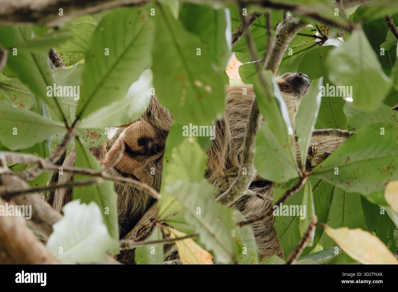 Mère Sloth à deux orteils avec bébé dans la canopée, Cahuita, Costa Rica Banque D'Images
