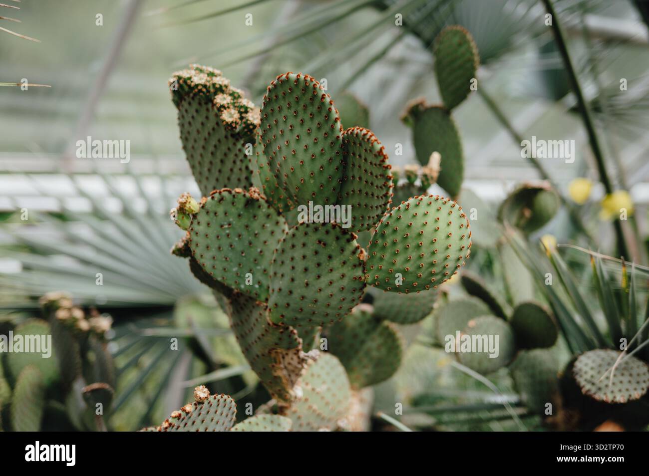 Gros plan de Prickly Pear Cactus (Opuntia microdasys) Banque D'Images