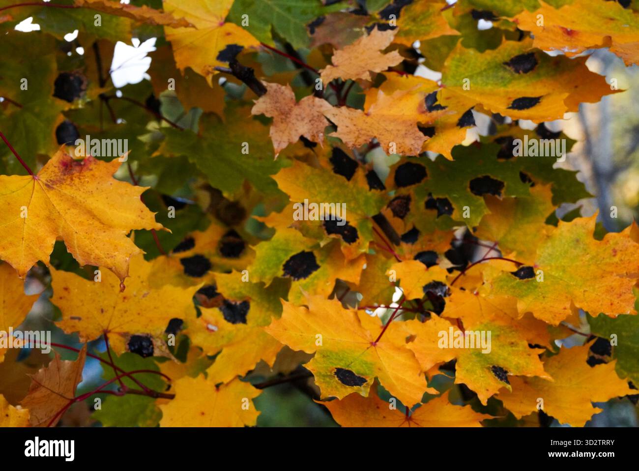 Feuilles d'érable jaunes avec des points noirs Banque D'Images