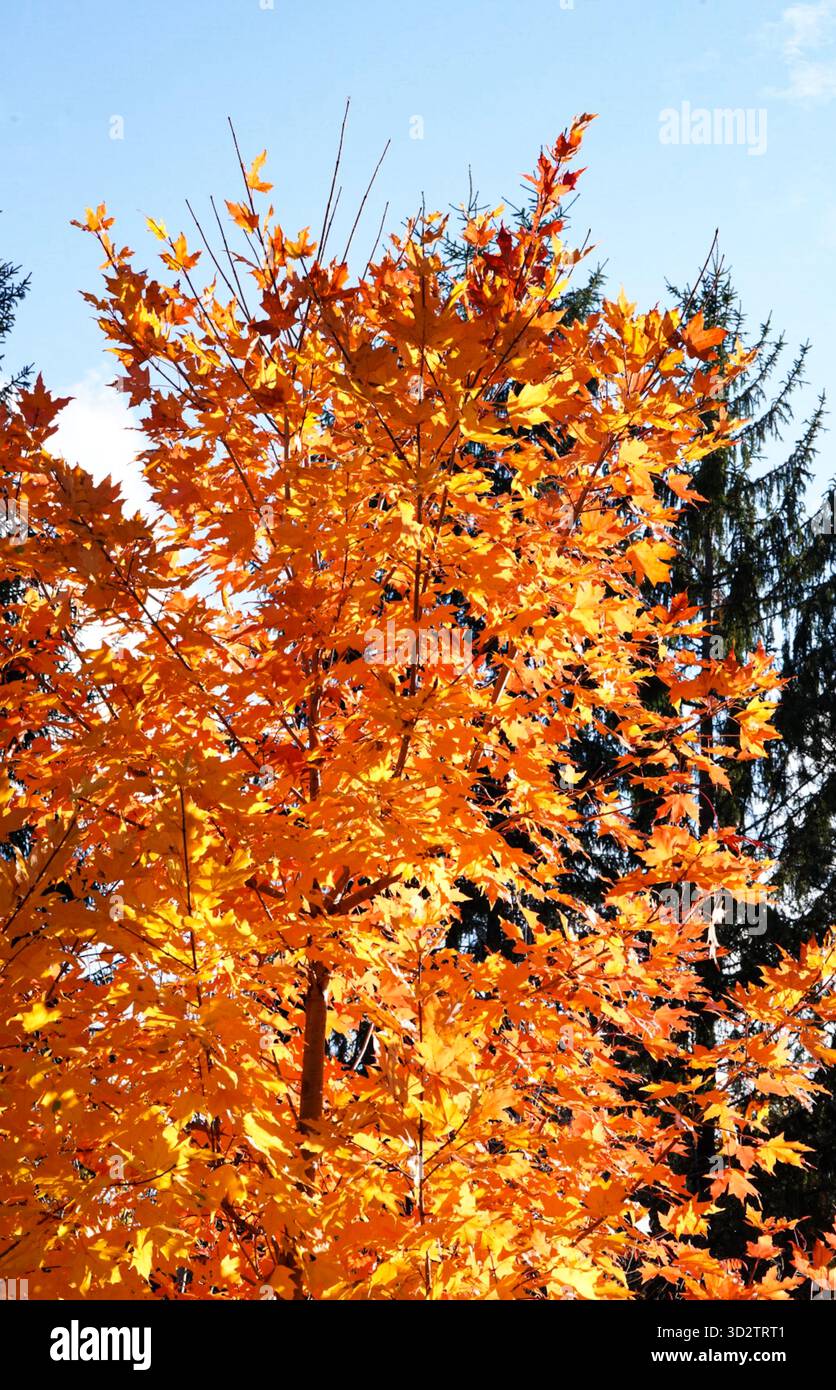 Feuilles orange et jaune sur l'érable Banque D'Images