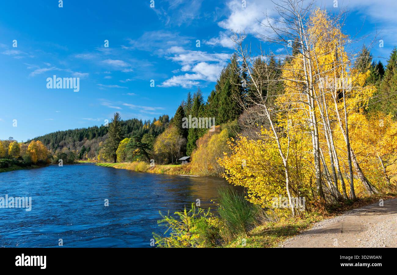 River Spey Aberlour Écosse Wester Elchies hautes eaux et arbres en automne Banque D'Images