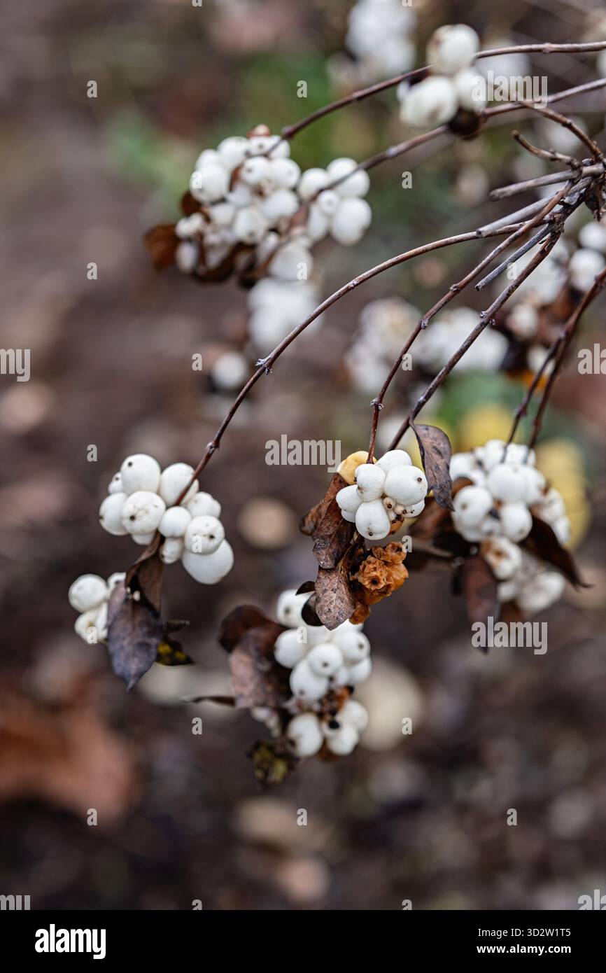 Branches de Snowberry (symphoricarpos albus) avec des baies blanches et des feuilles d'automne dans le jardin. Idéal pour botanique, jardin, nature et backgr saisonnier Banque D'Images