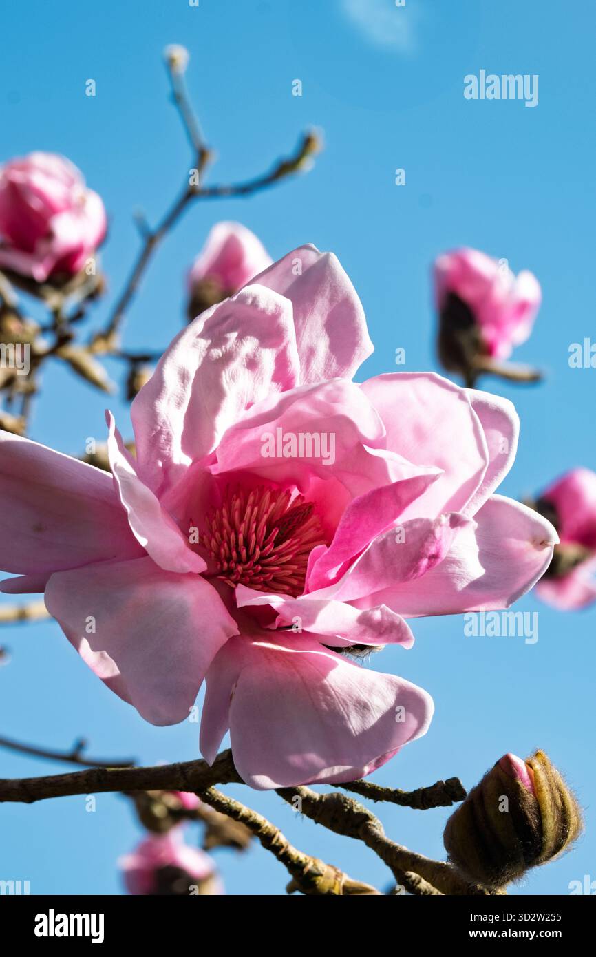 Magnolia 'Susanna van Veen' Banque D'Images