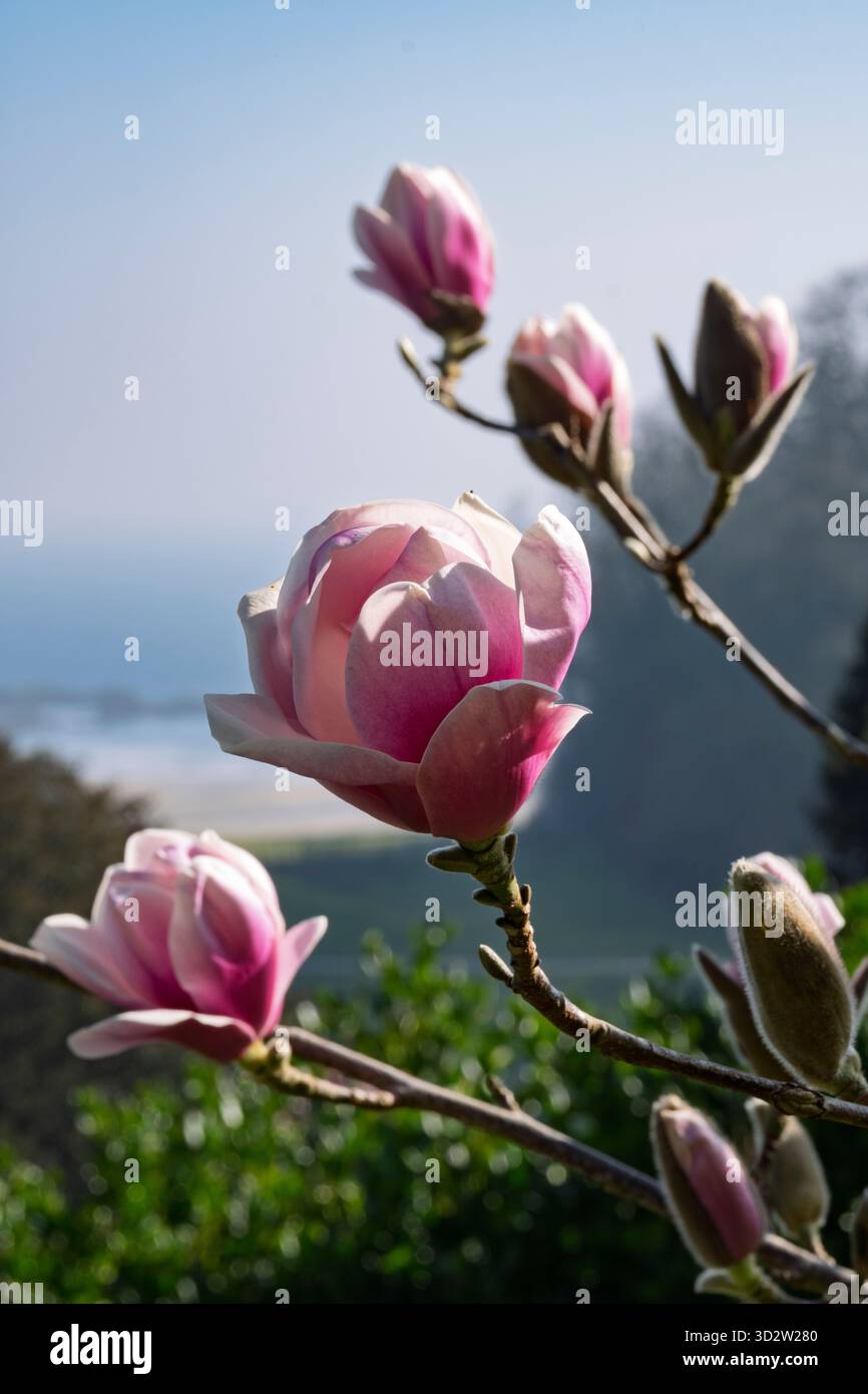 Magnolia 'Rebecca's Perfume' Banque D'Images