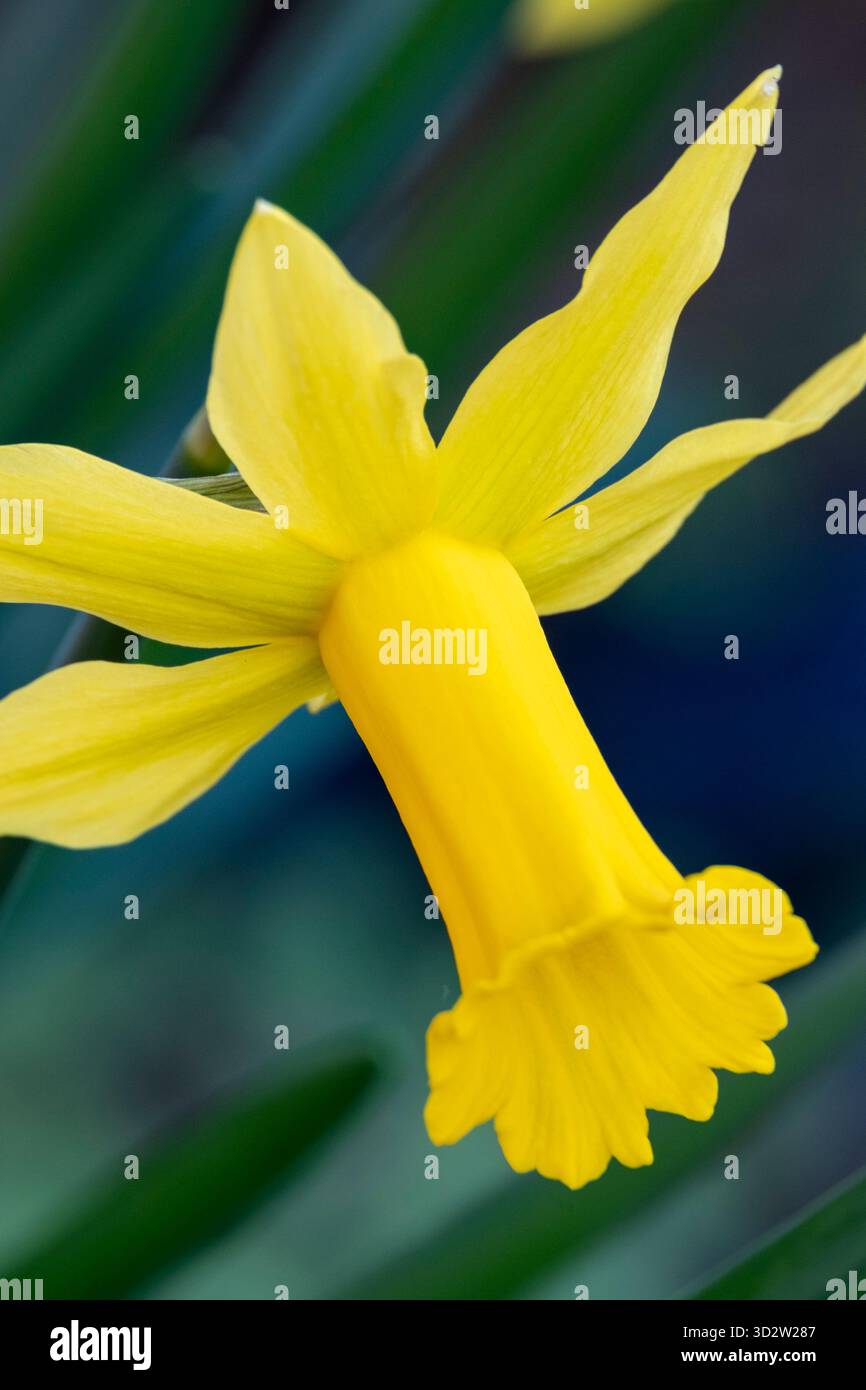 Narcissus 'Voyeur' Banque D'Images