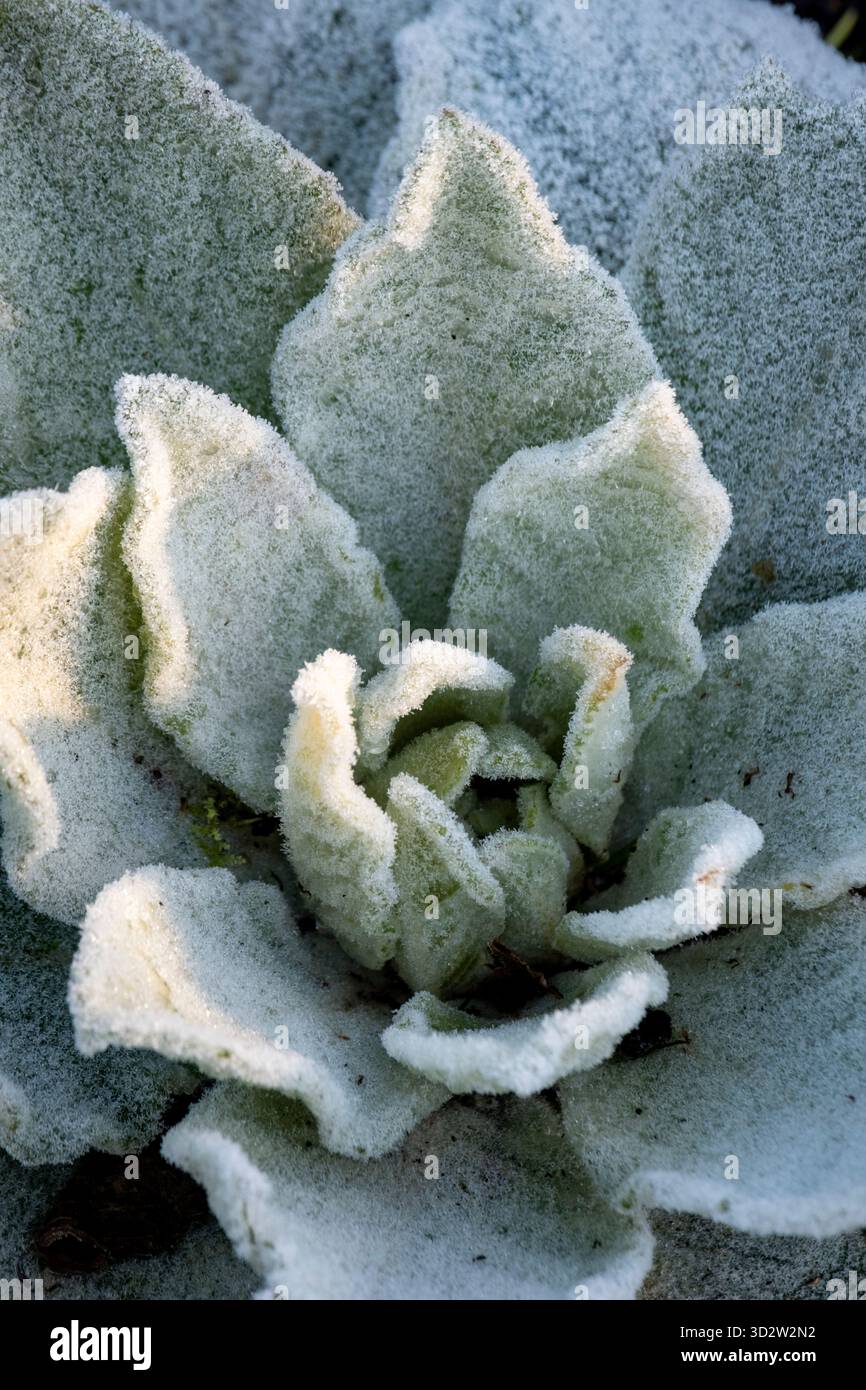Rosette de feuillage fourrure de Verbascum en hiver Banque D'Images