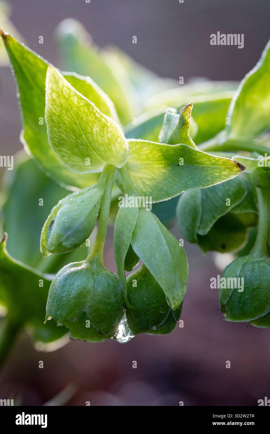 Helleborus foetidus, hellebore puant Banque D'Images