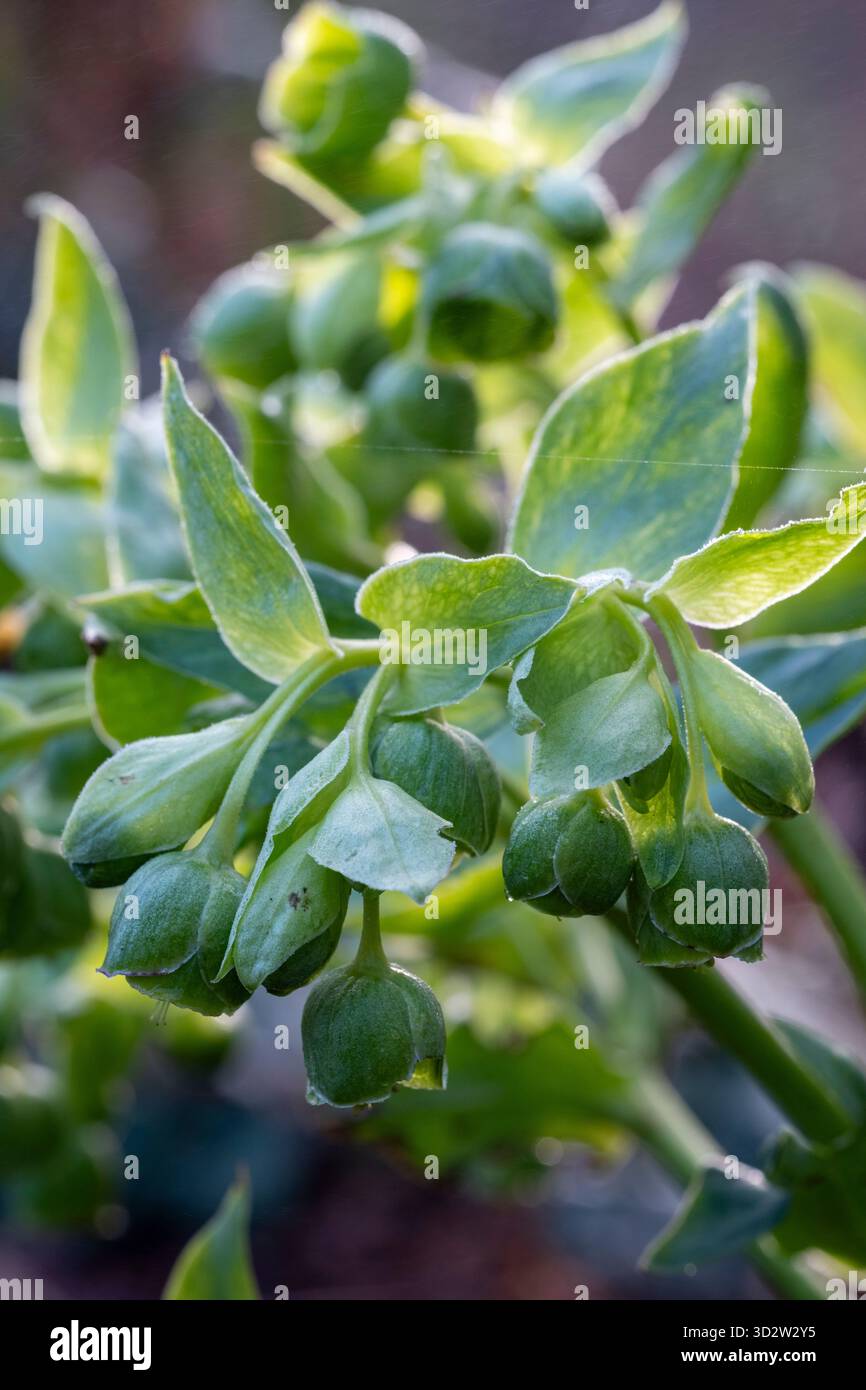 Helleborus foetidus, hellebore puant Banque D'Images