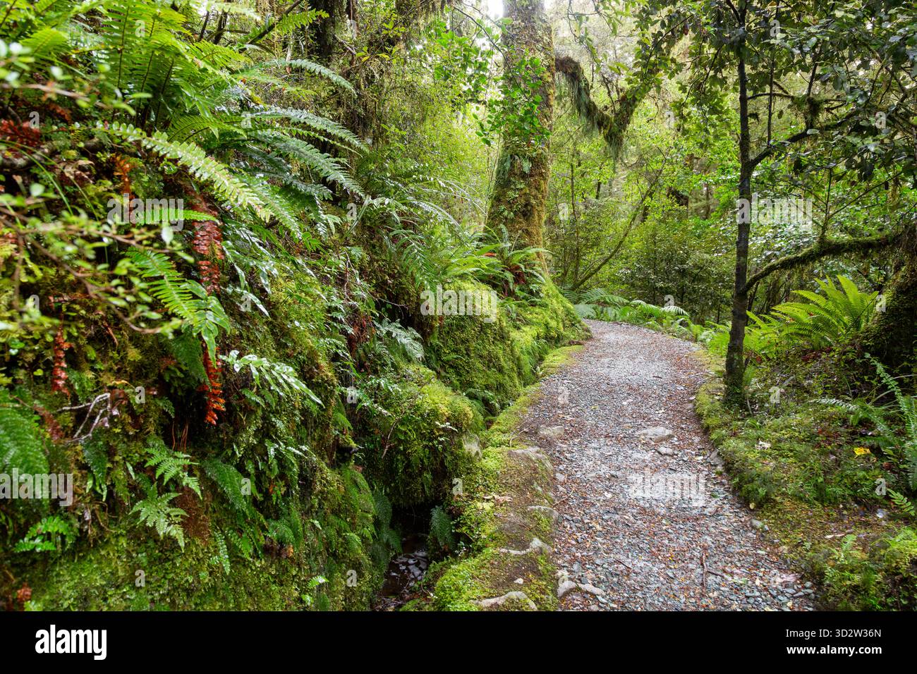 Le Routeburn Track traverse une forêt tropicale tempérée dense dans le Fiordland, Île du Sud, Nouvelle-Zélande Banque D'Images