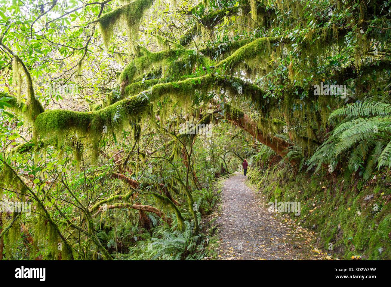 Le Routeburn Track traverse une forêt tropicale tempérée dense dans le Fiordland, Île du Sud, Nouvelle-Zélande Banque D'Images