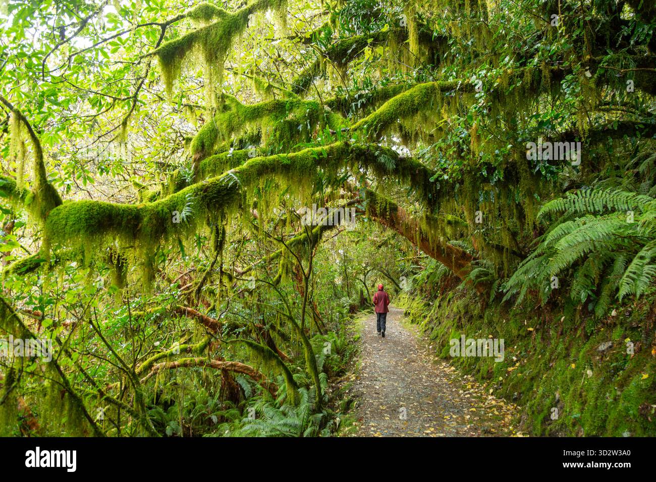 Le Routeburn Track traverse une forêt tropicale tempérée dense dans le Fiordland, Île du Sud, Nouvelle-Zélande Banque D'Images