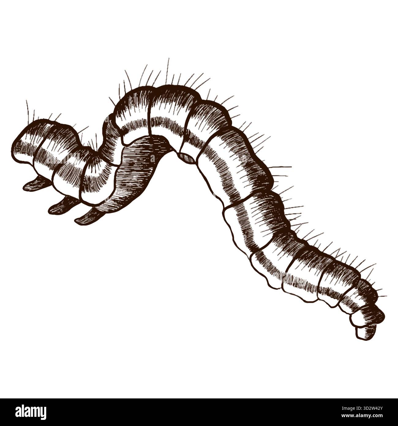 Image graphique vectorielle d'une chenille. Illustration réaliste d'une chenille isolée sur un fond blanc. Banque D'Images