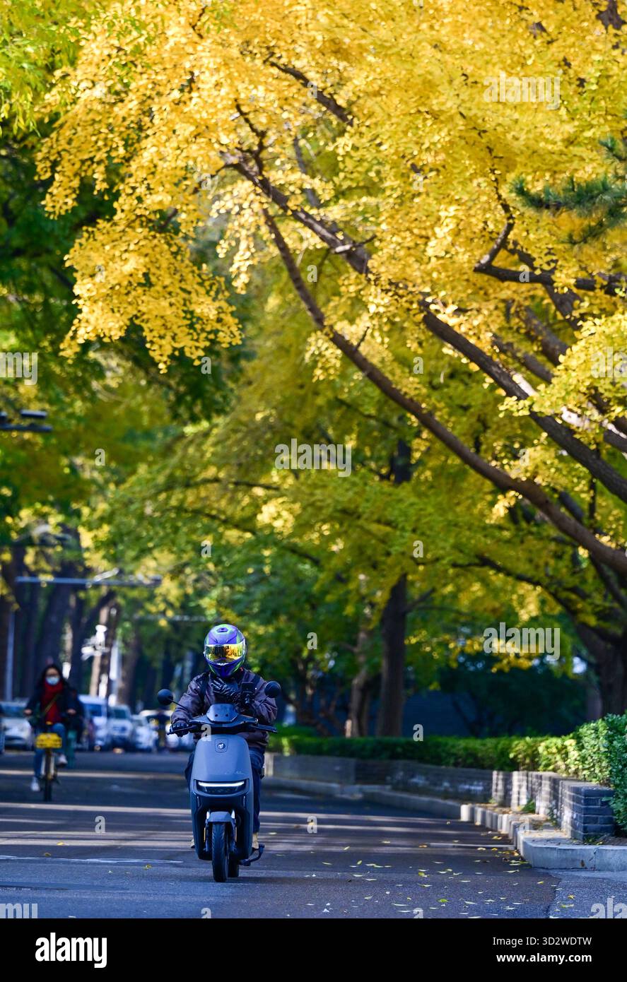 Pékin, Chine. 3 novembre 2025. Cette photo prise le 3 novembre 2025 montre le paysage d'automne à Pékin, capitale de la Chine. Crédit : Chen Yehua/Xinhua/Alamy Live News Banque D'Images