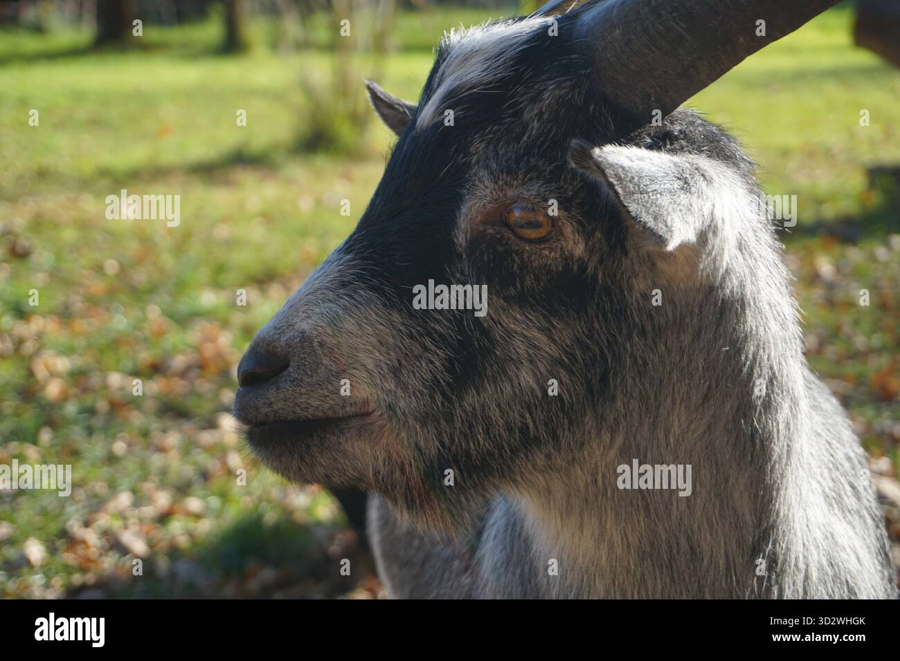 Profil latéral gros plan portrait d'une chèvre alpine grise mâle, ou chèvre de couleur chamois, avec de grandes cornes, debout sur un pré vert Banque D'Images