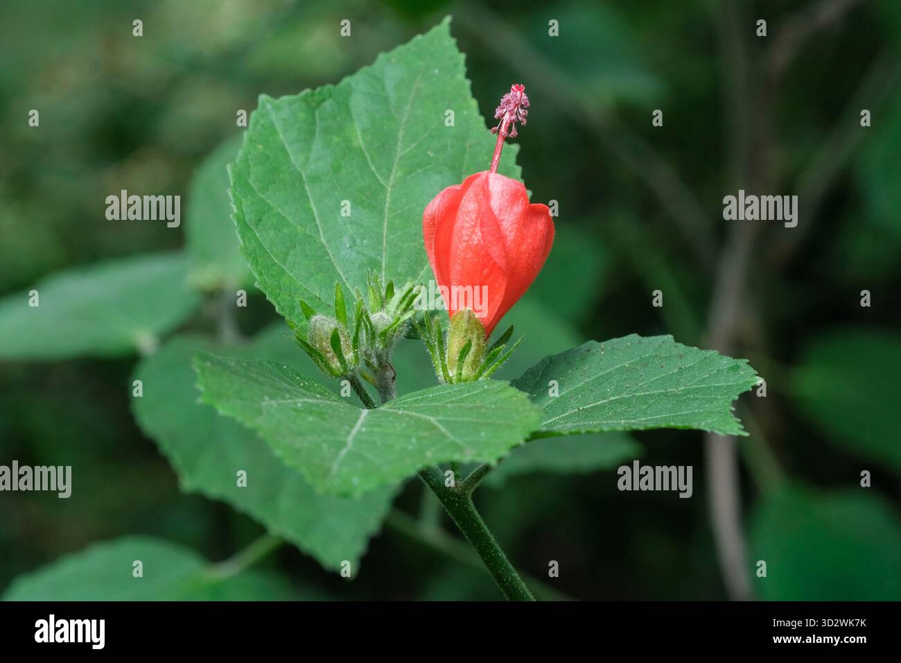 Malvaviscus arboreus, mauve endormie, mauve de cire, fleurs légères d'hibiscus rouge/orange à la fin de l'été Banque D'Images