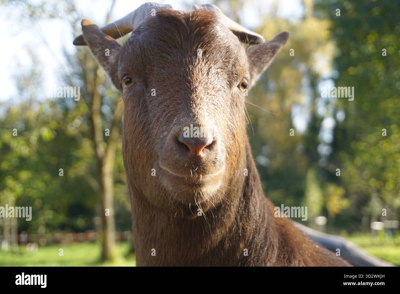 Portrait en gros plan frontal de la tête et des cornes d'une chèvre Boer mignonne (Boerbok) à fourrure brune sur une ferme sud-africaine Banque D'Images