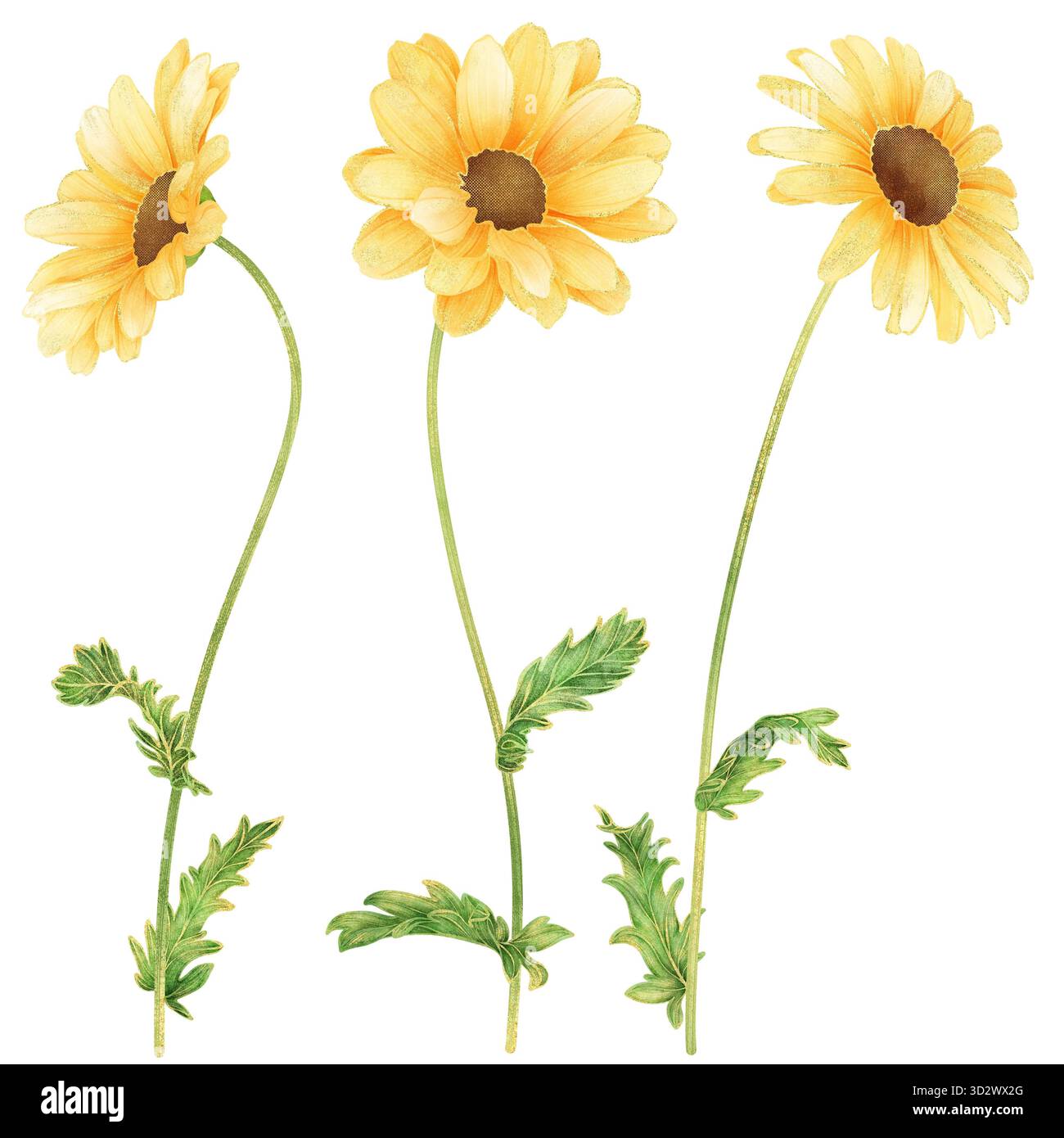 Aquarelle réaliste fleur de Marguerite jaune avec contour doré, illustration botanique élégante symbolisant la joie, l'optimisme et l'énergie positive, Provence France Banque D'Images