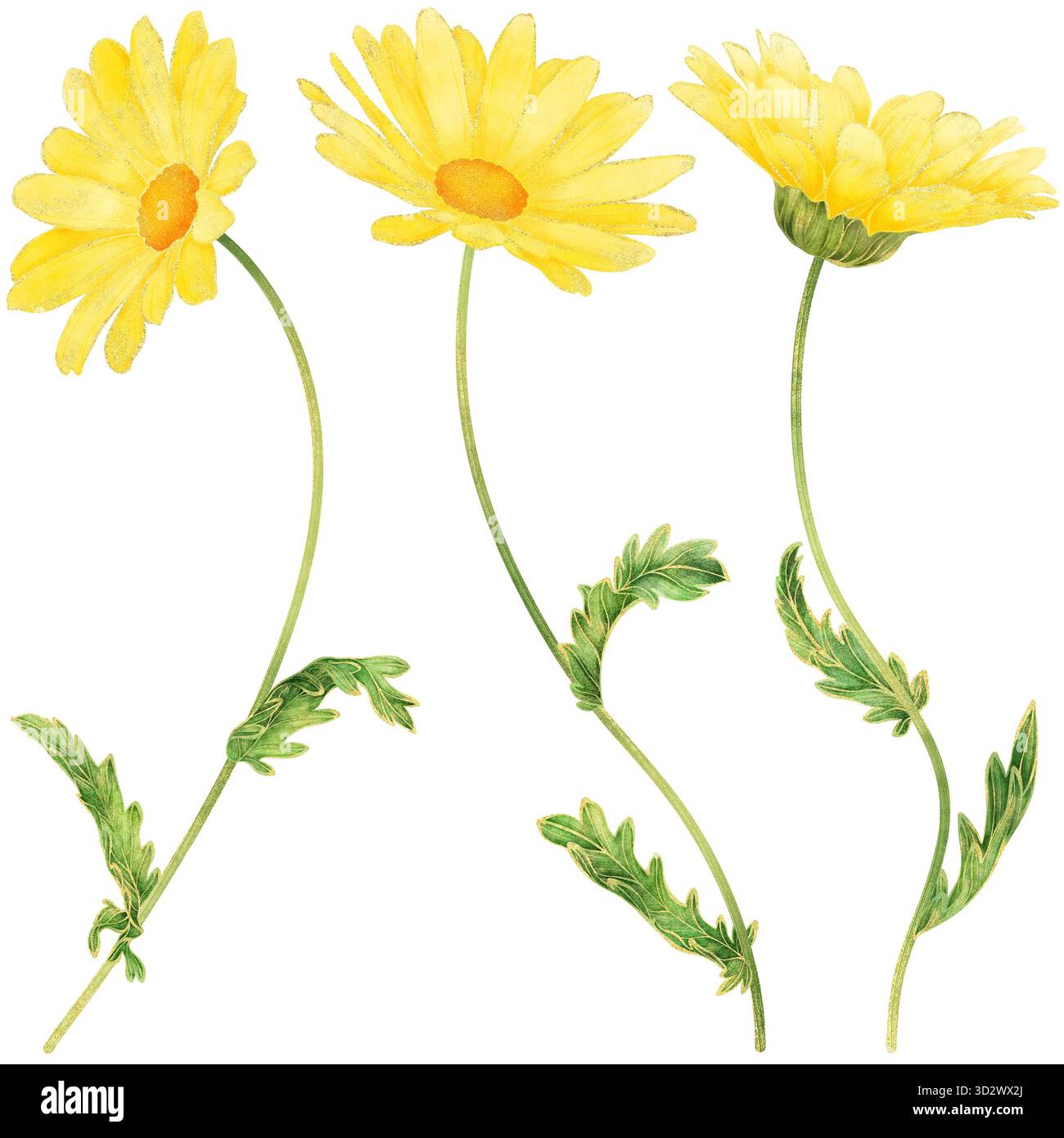 Aquarelle réaliste fleur de Marguerite jaune avec contour doré, illustration botanique élégante symbolisant la joie, l'optimisme et l'énergie positive, Provence France Banque D'Images