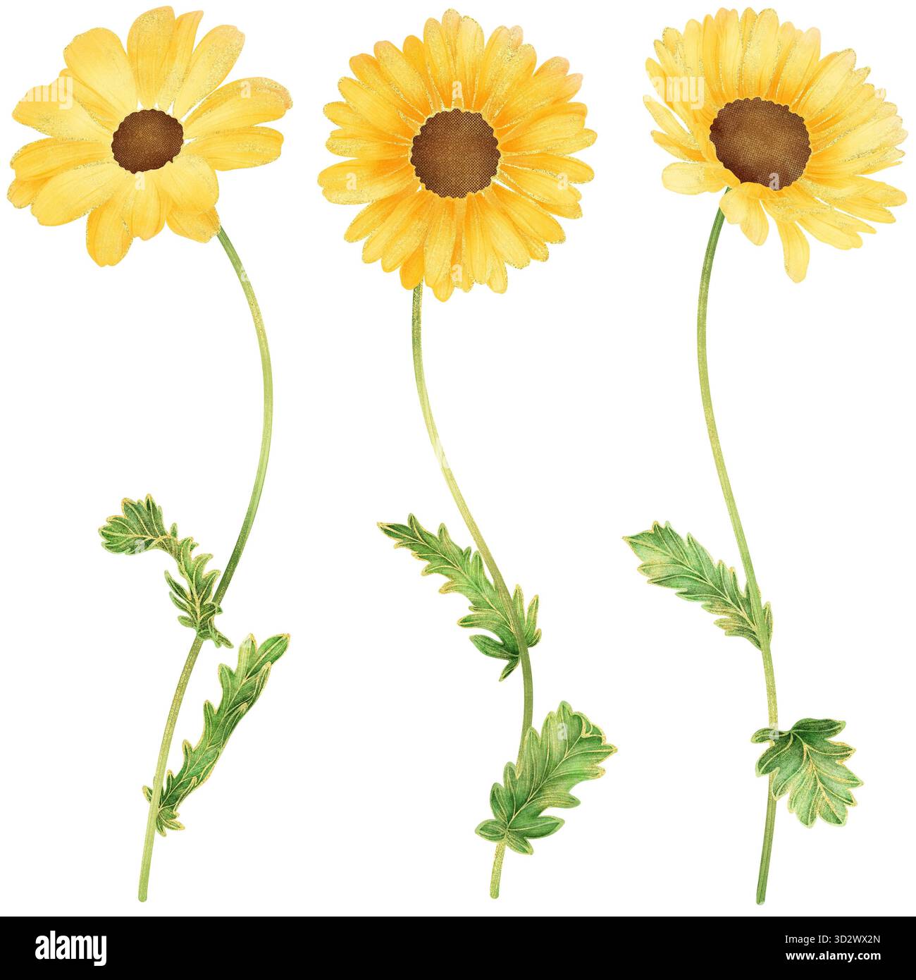 Aquarelle réaliste fleur de Marguerite jaune avec contour doré, illustration botanique élégante symbolisant la joie, l'optimisme et l'énergie positive, Provence France Banque D'Images