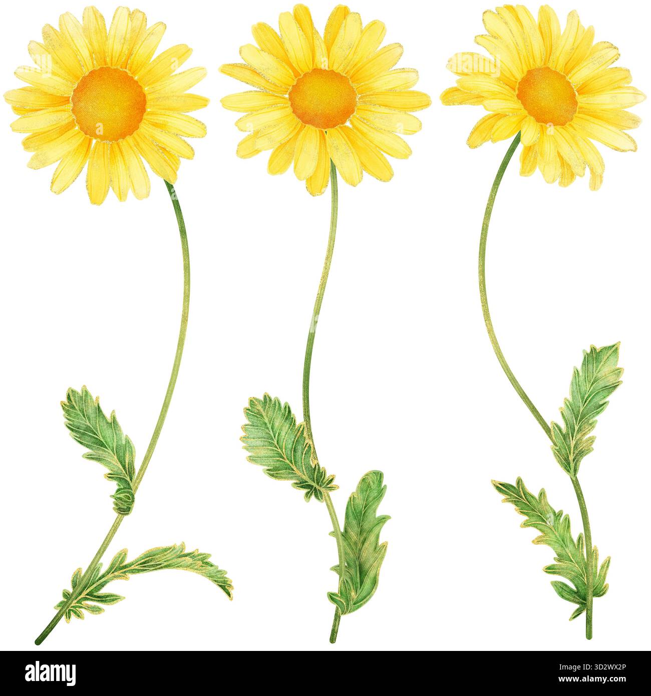 Aquarelle réaliste fleur de Marguerite jaune avec contour doré, illustration botanique élégante symbolisant la joie, l'optimisme et l'énergie positive, Provence France Banque D'Images