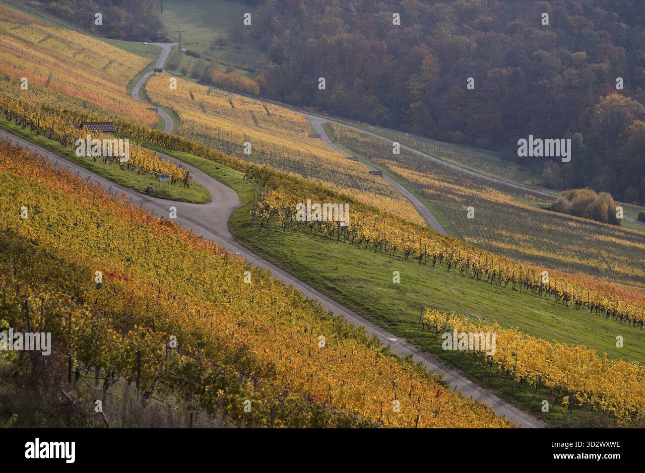 Vignoble, vignes, vignes, viticulture, graphique, Oberstenfeld, Bottwartal, montagnes Loewensteiner, couleurs d'automne, automne, Bade-Wuertemberg, Germa Banque D'Images