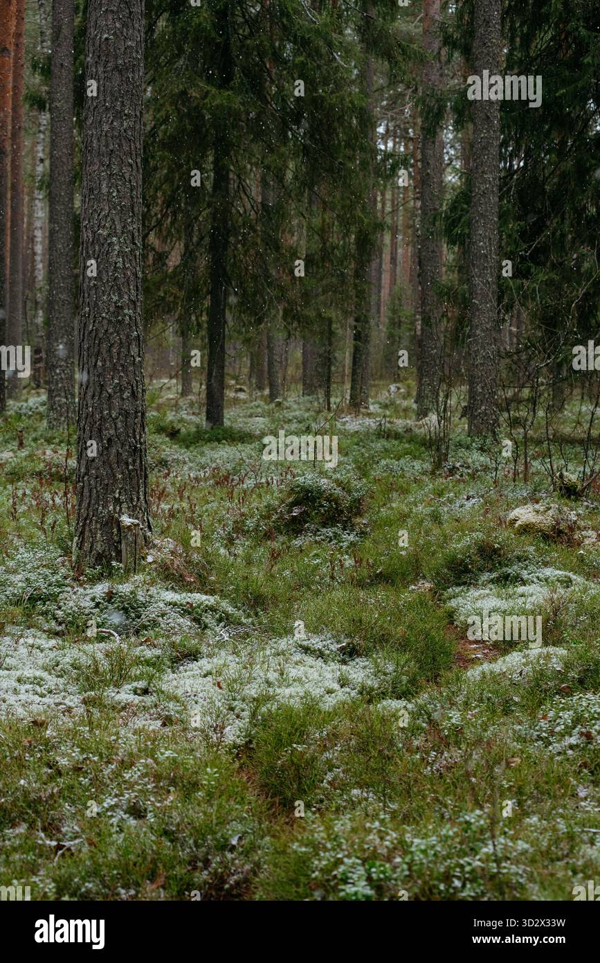 fin de l'automne dans la forêt du nord. La première neige Banque D'Images