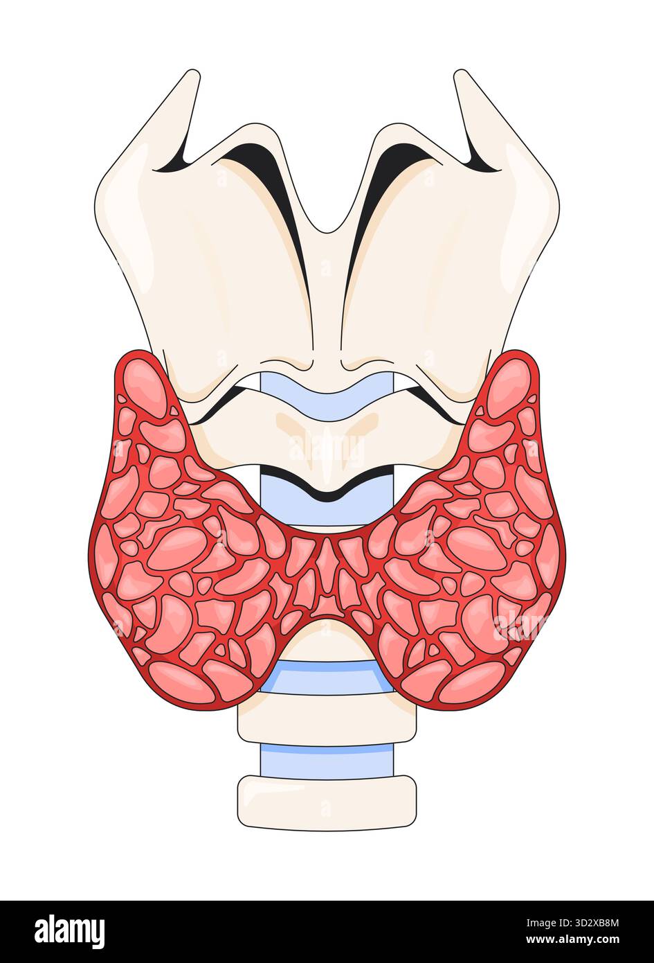 Anatomie de la glande thyroïde avec illustration vectorielle 2D larynx et trachée Illustration de Vecteur