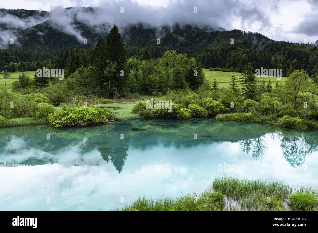 Sérénité alpine : réserve naturelle de Zelenci en été, Slovénie Banque D'Images