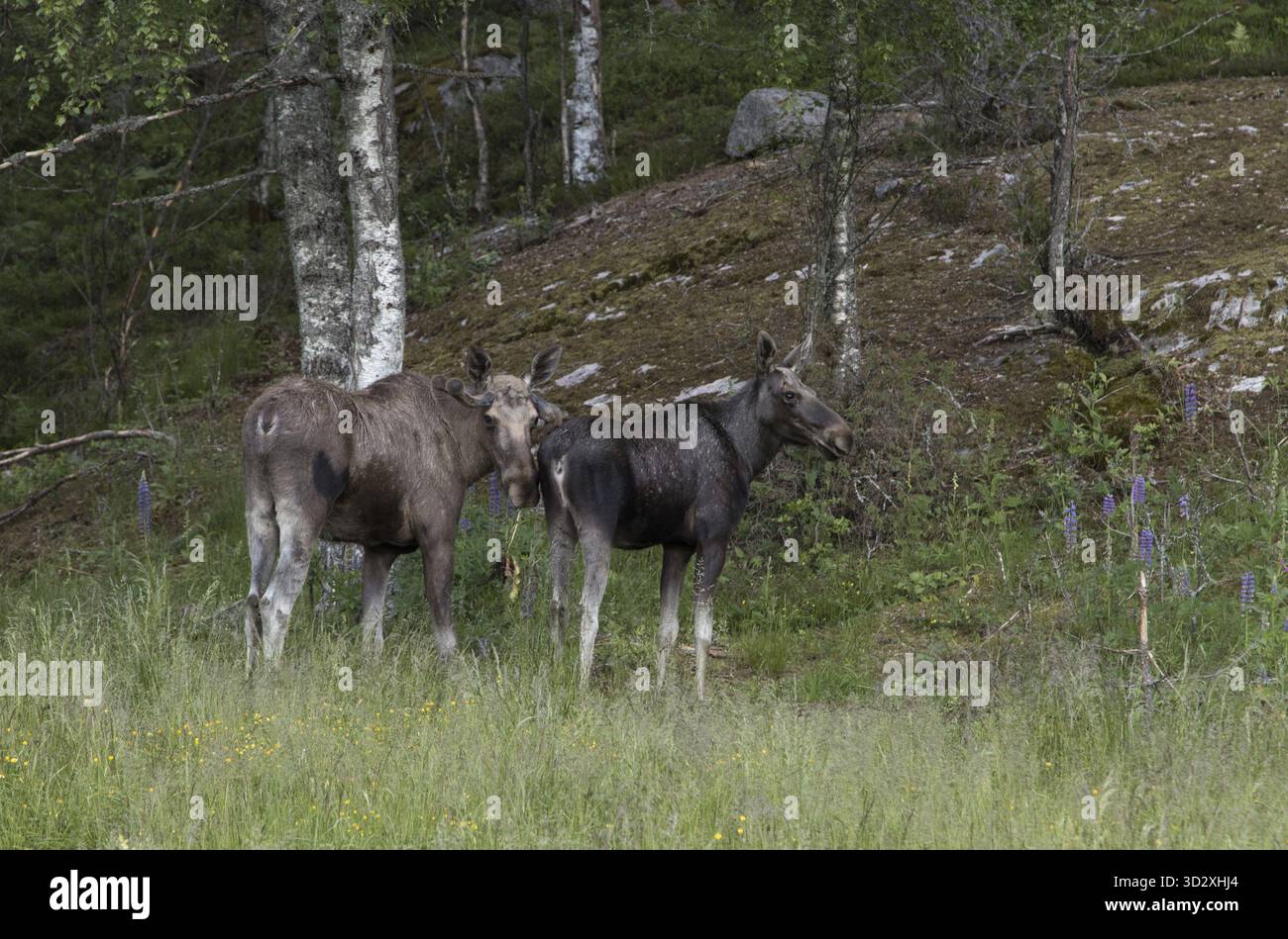Élan ou orignal, Alces alces, comportement animal, deux élans en interaction, d'un parc de wapitis en Norvège Banque D'Images