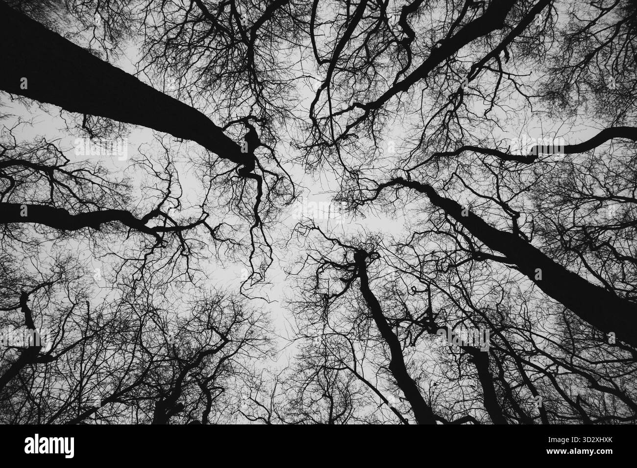 Cimes des arbres noir et blanc, silhouette contre le ciel, d'une forêt d'aulnes à côté de l'estuaire à Fredrikstad, Norvège Banque D'Images