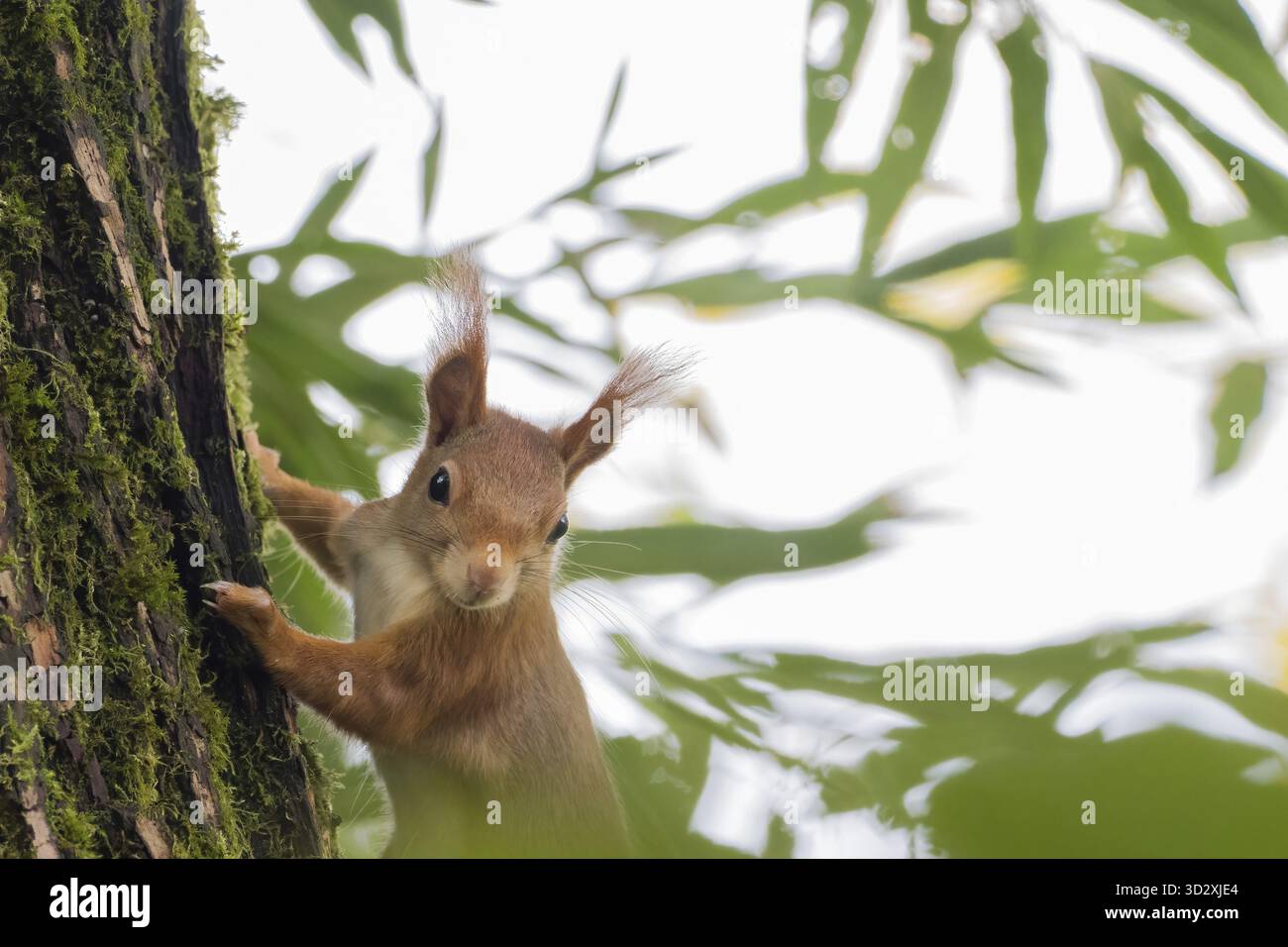 Un écureuil (Sciurus vulgaris) s'accroche à un arbre entouré de feuilles vertes, Hesse, Allemagne Banque D'Images